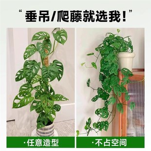 米歇尔仙洞龟背竹爬藤植物室内外好养活观叶垂吊绿植摆件垂藤耐阴