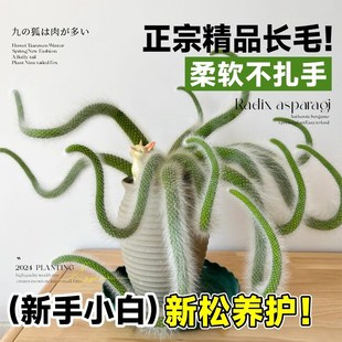 九尾狐多肉植物室内盆栽耐寒长软毛白狐品种办公室摆件仙人掌绿植