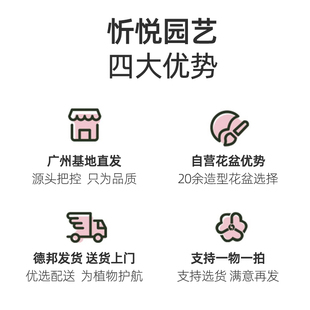 巨叶老桩龟背竹室内客厅大型好养盆栽大叶植物除甲醛北欧网红绿植