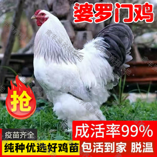 正宗婆罗门纯种巨型婆罗门鸡活苗大种巨型梵天鸡半大脱温小鸡活苗
