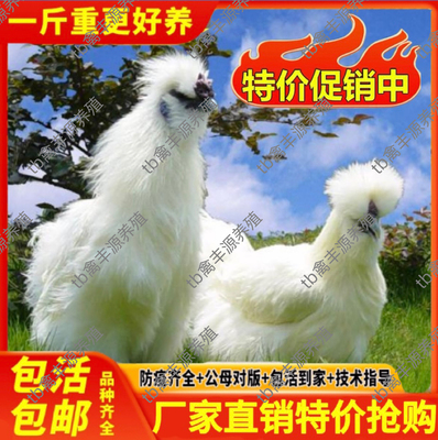 正宗半大泰和白凤乌鸡活苗纯种白凤乌鸡活苗小鸡活苗乌骨鸡活苗