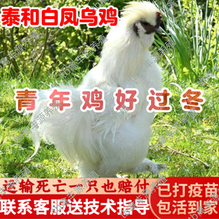 正宗白凤乌鸡活苗小鸡活苗乌骨鸡活苗泰和白凤乌鸡活苗青年鸡活苗