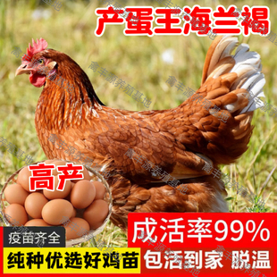 1.5斤产蛋王高产蛋鸡活苗小鸡活苗海兰褐鸡活苗半斤海兰褐鸡活苗