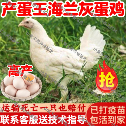 正宗产蛋王海兰灰鸡活苗1.5斤纯种白来航鸡活苗蛋鸡活苗脱温鸡