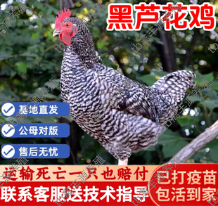 正宗散养黑芦花鸡活苗脱温小鸡活苗半大芦花鸡活体高产蛋鸡活苗