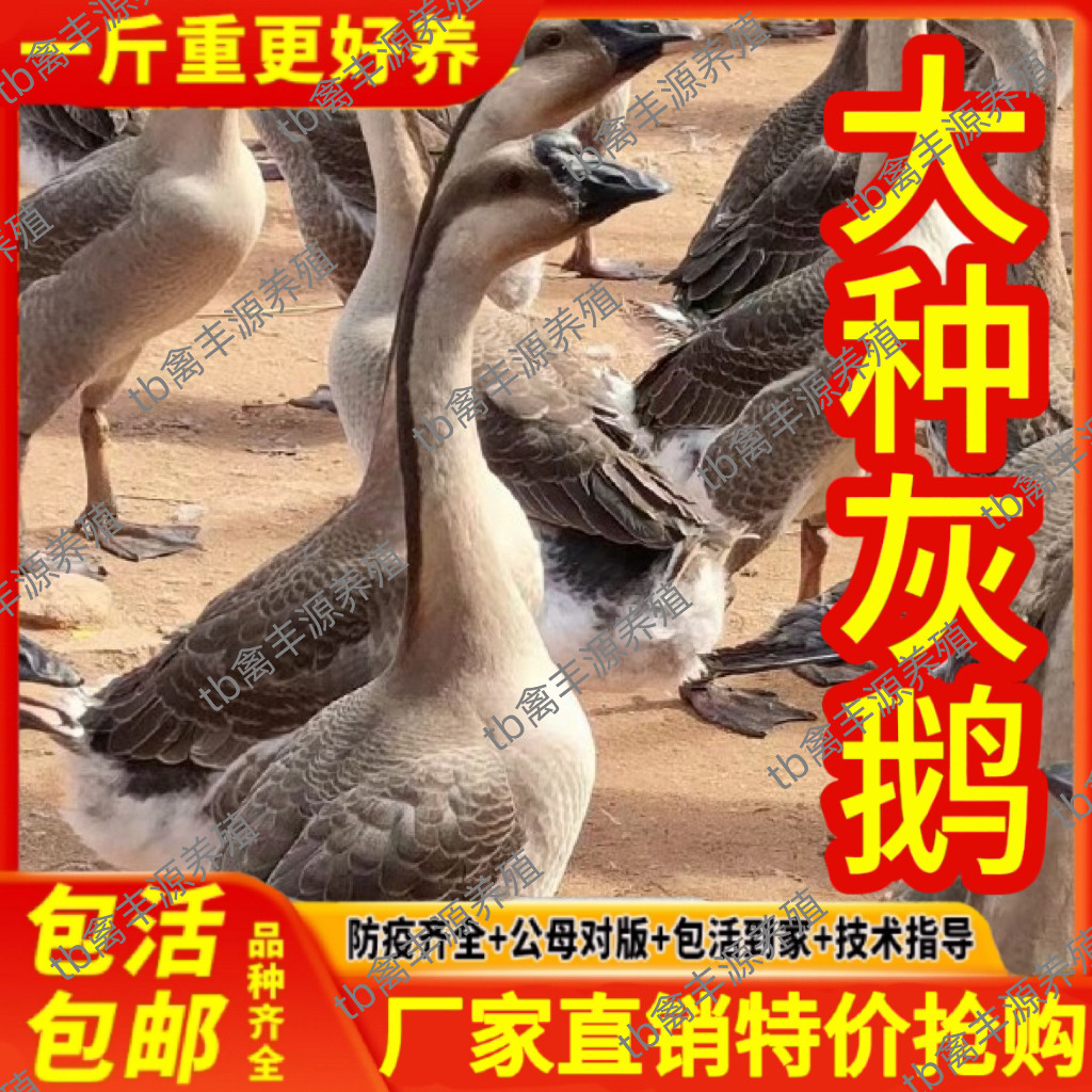 正宗灰鹅活苗大雁鹅活苗小鹅活苗鹅活体正宗一斤大种灰鹅活苗特大