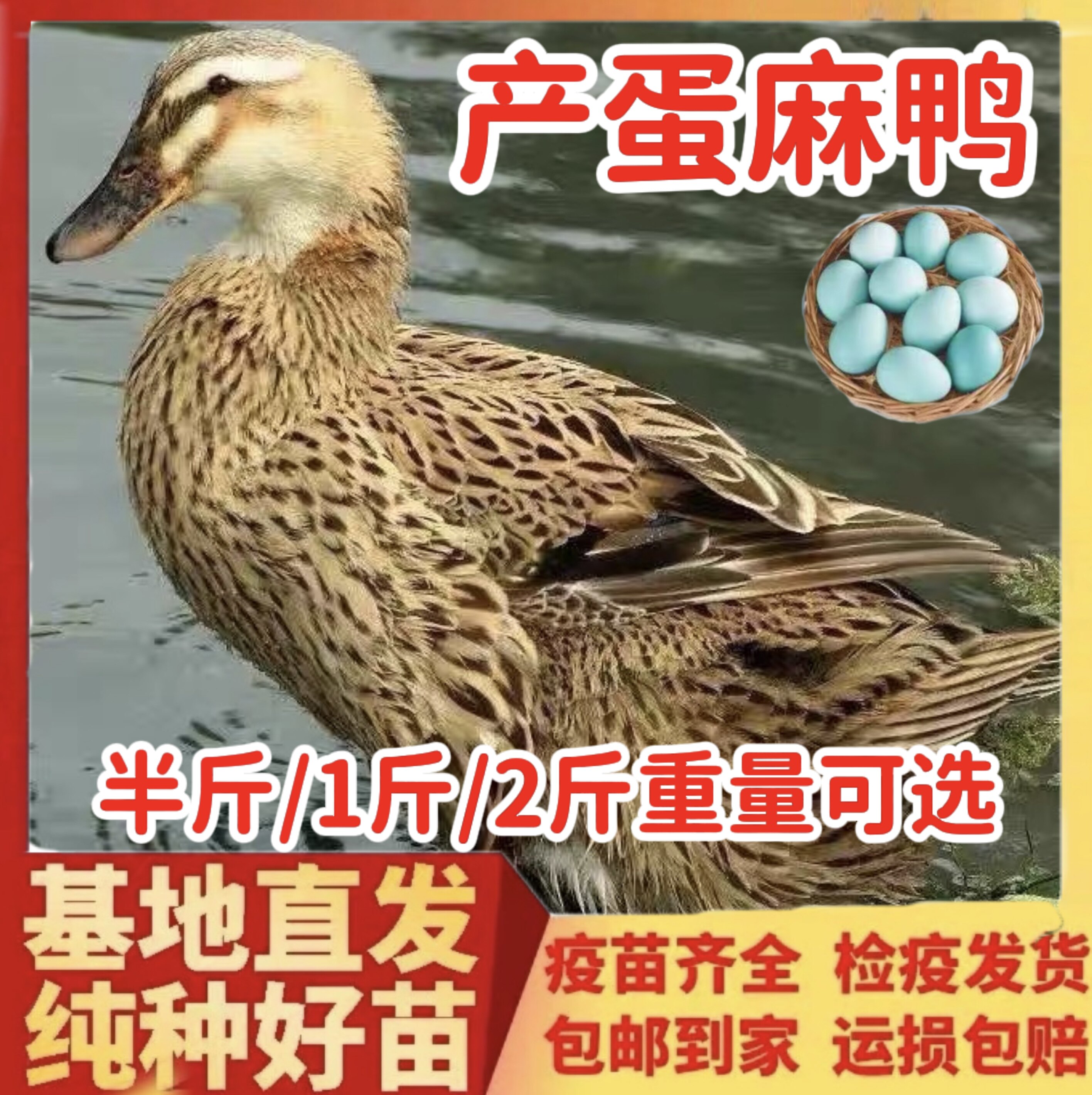 绿壳蛋麻鸭苗鸭子活苗半大鸭子活苗土麻鸭苗麻鸭活苗水鸭家鸭活体