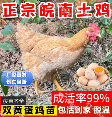 鸡活苗皖南土鸡活苗下蛋鸡活苗草鸡活苗脱温苗小鸡活苗产蛋王鸡苗