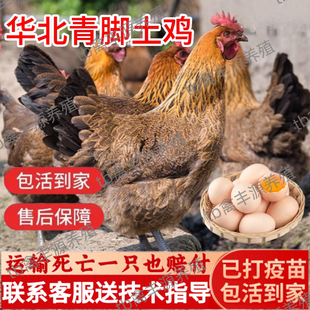 正宗青脚土鸡活苗半大农村散养麻羽土鸡纯种小土鸡高产蛋柴鸡草鸡