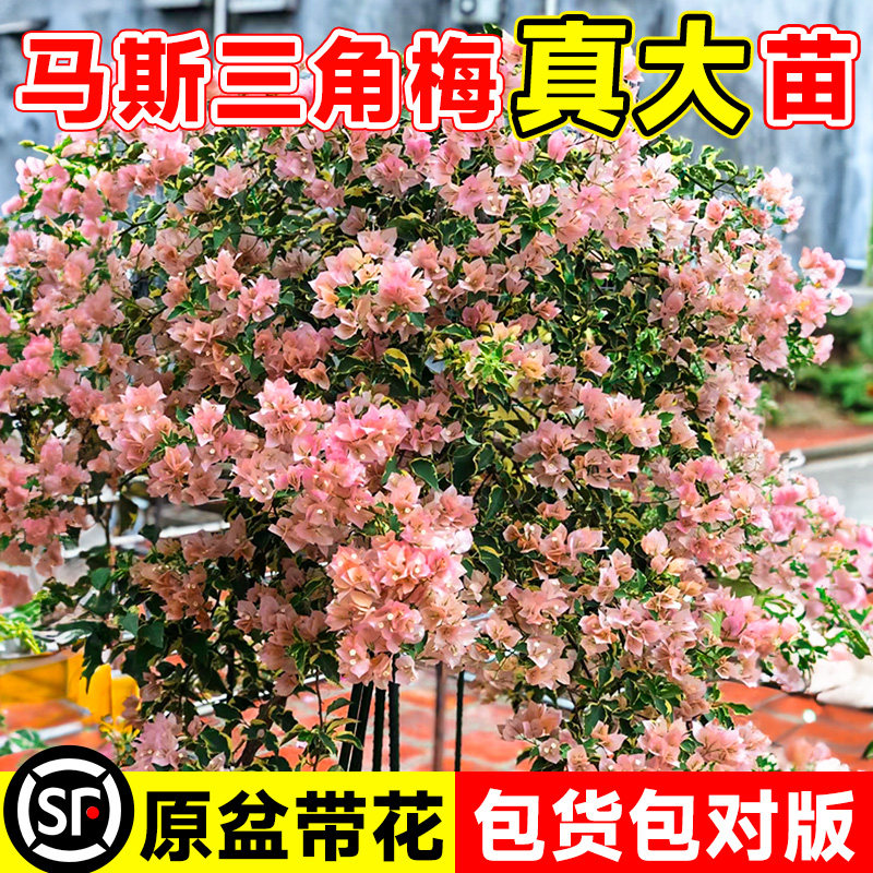 马斯三角梅盆栽带花苞老桩爬藤大苗四季开室外庭院阳台绿漳三疯,鲜花速递/花卉仿真/绿植园艺,绣球/木绣球/木本植物,淘宝优惠券,粉丝福利购,淘宝优惠卷