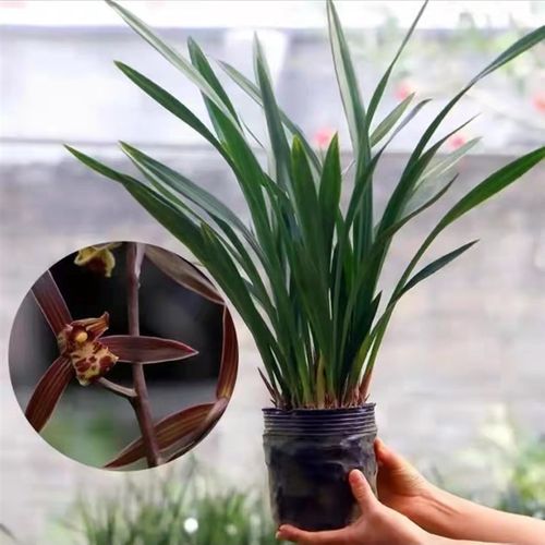 翁源兰花苗企黑带花苞浓香室内办公好养花卉绿植除甲醛原盆栽