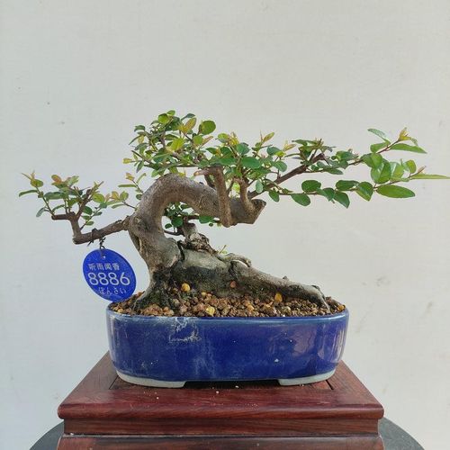 雀梅盆景盆栽小叶雀梅老桩造型绿植办公桌茶台电脑桌面美观室内