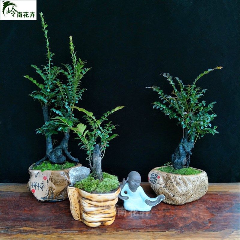 正宗小叶紫檀盆景黑骨茶紫檀树桩办公室内办公桌阳台盆栽花卉绿植
