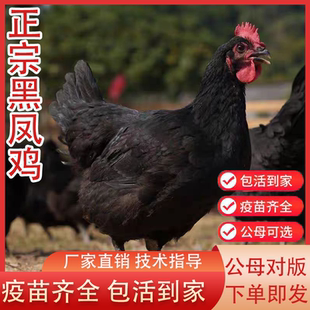 纯种黑凤鸡散养母鸡产蛋鸡黑风土鸡活苗脱温半大小鸡活苗绿壳蛋鸡