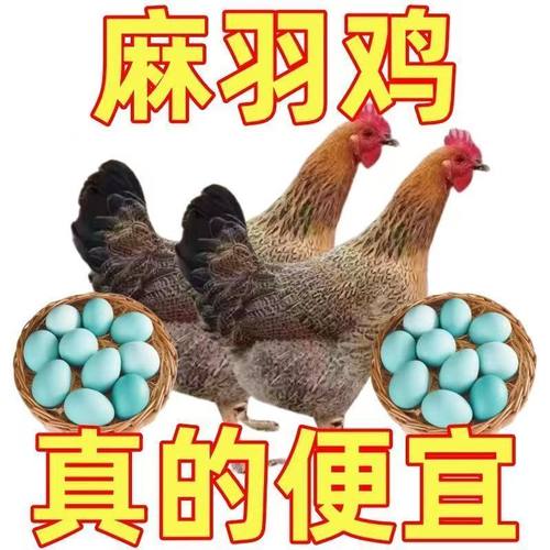 麻羽土鸡苗活体青脚麻鸡活苗笨鸡绿壳蛋鸡小鸡苗活体厂家直销包活