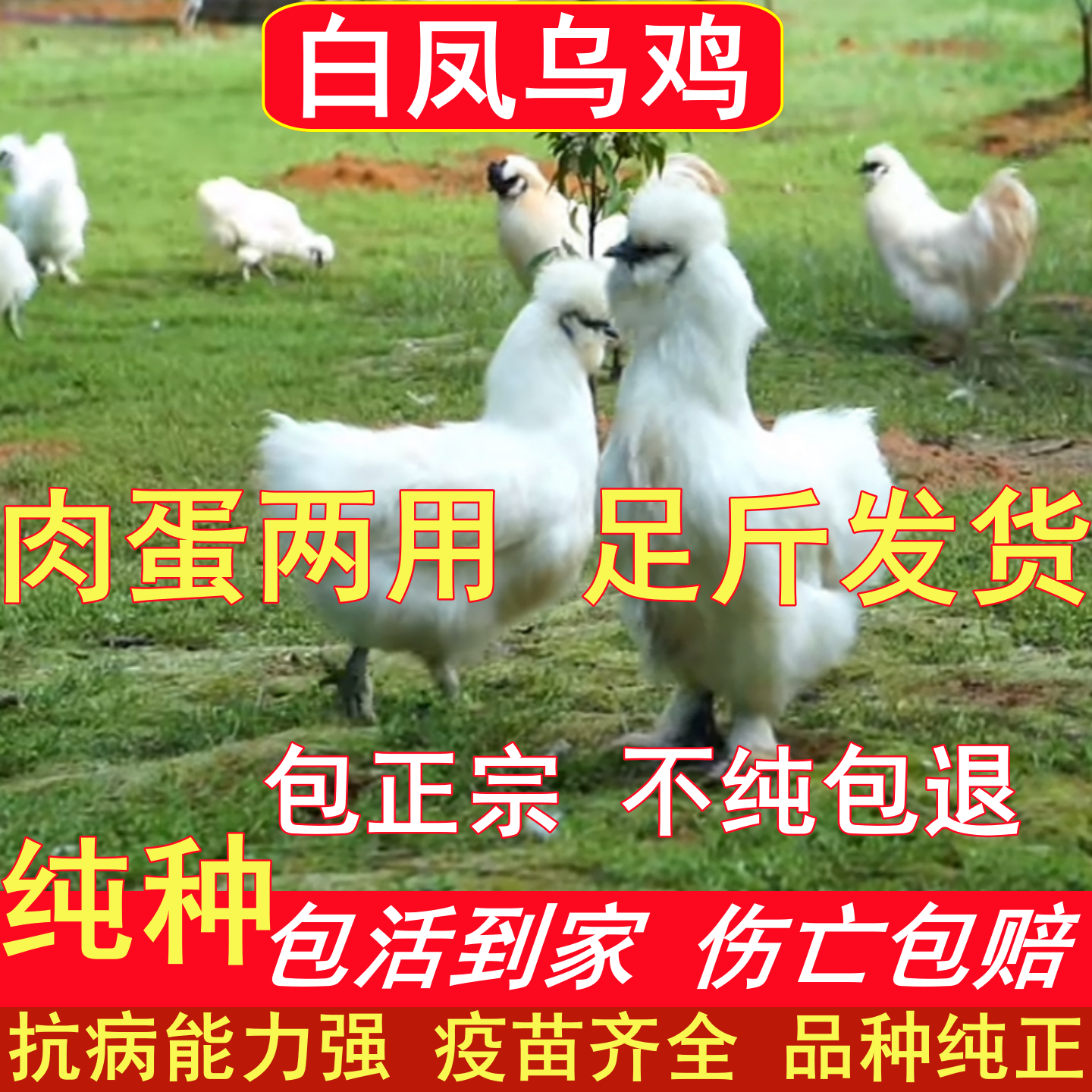 正宗纯种白凤泰和乌鸡农家散养活苗小鸡包活到家公母对版活体发货