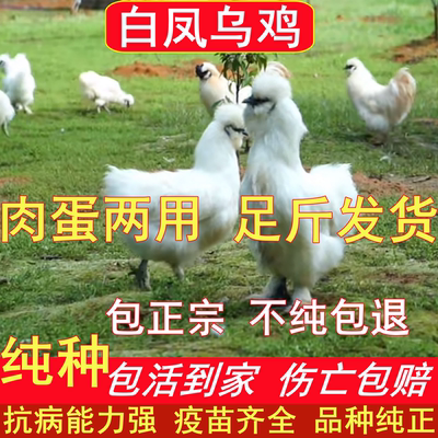 纯种白凤泰和乌鸡小鸡苗包活到家