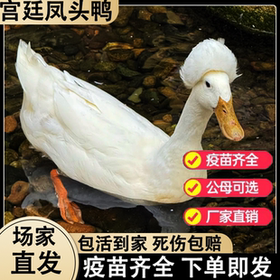 宫廷凤头鸭活苗帽子小鸭苗脱温散养水鸭网红鸭观赏鸭花鸭宠物鸭子