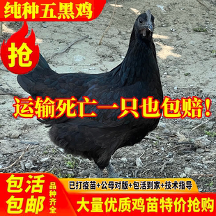 纯种五黑鸡纯种绿壳蛋鸡脱温乌骨鸡小鸡活苗农家散养土鸡活苗包活