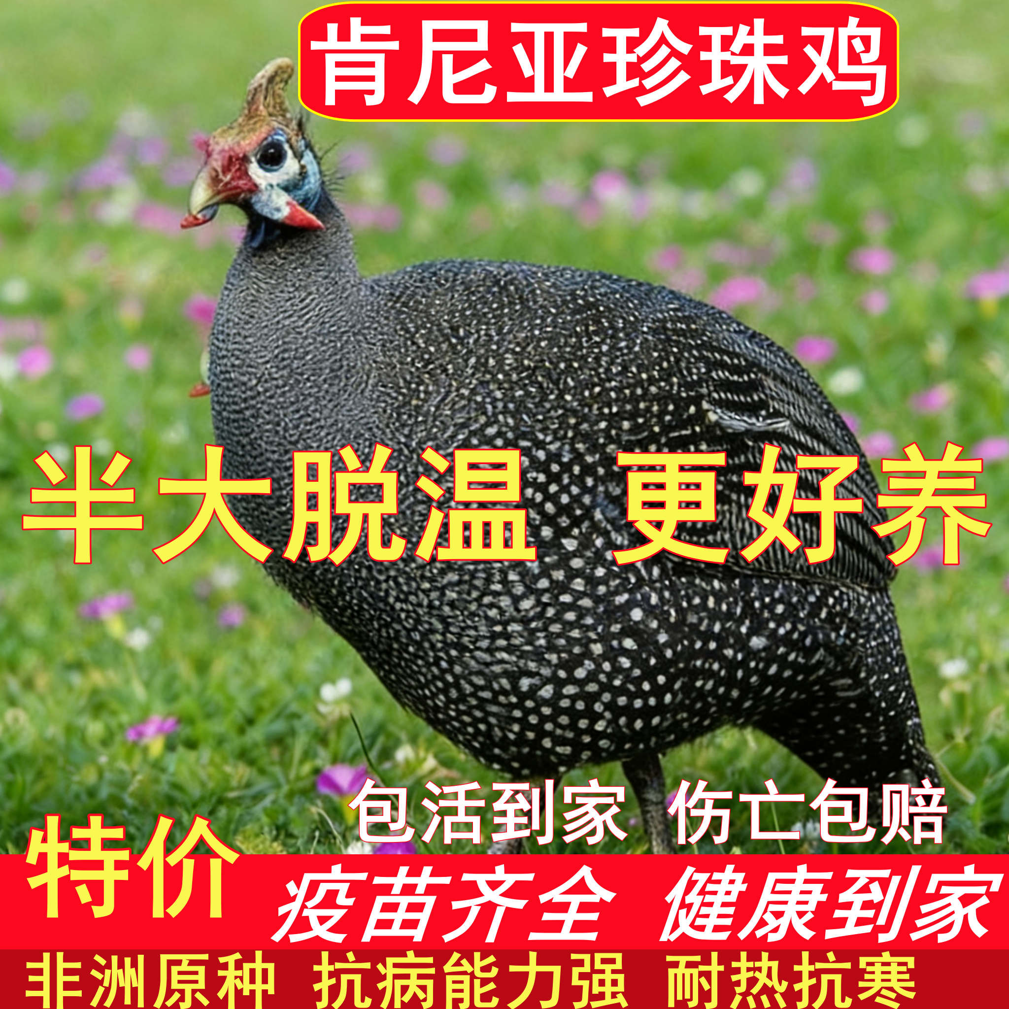 原种珍珠小鸡活苗散养珍珠鸡脱温苗8两活鸡观赏鸡宠物鸡疫苗齐全