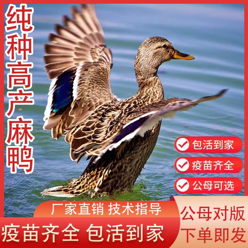散养高产蛋麻鸭活苗绿亮蛋鸭活体绿头鸭小鸭子脱温苗水鸭半大鸭子