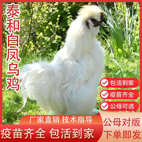 正宗乌鸡活苗纯种一斤半斤乌鸡苗乌骨鸡活苗白凤泰和竹丝鸡活苗