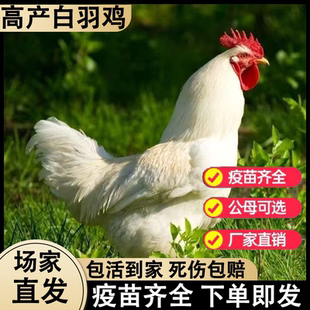 纯种1.5斤白羽鸡活苗大种肉鸡来航美国白羽鸡双A大型公鸡小鸡活苗