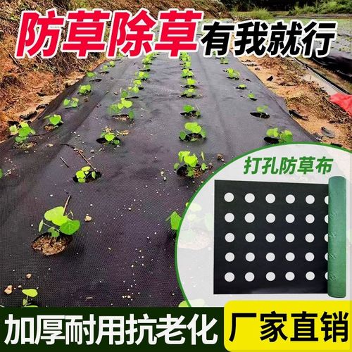 打孔防草布地膜蔬菜药材育苗定制开孔农用种植菜地透水耐用可降解