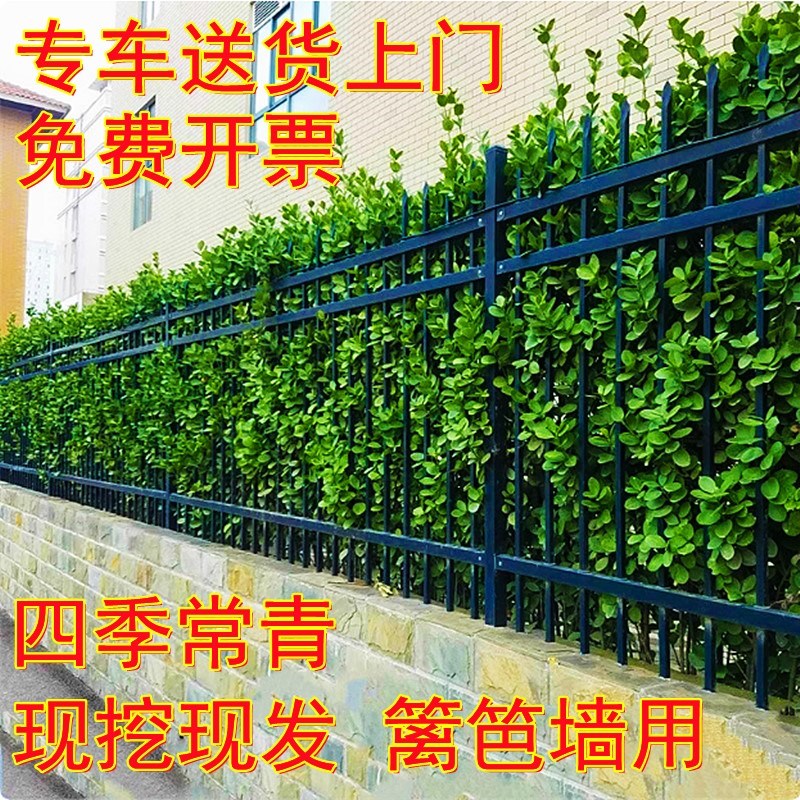 北海道黄杨围墙树苗大叶直立冬青庭院高档篱笆苗围墙耐寒四季常青