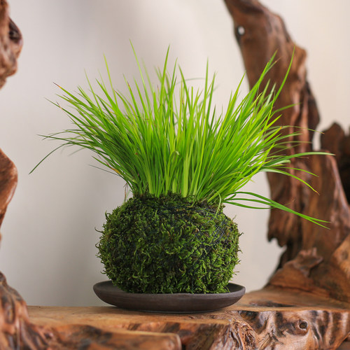 苔玉菖蒲盆栽清新小绿植生活室内客厅桌面点缀小绿植水培耐阴植物