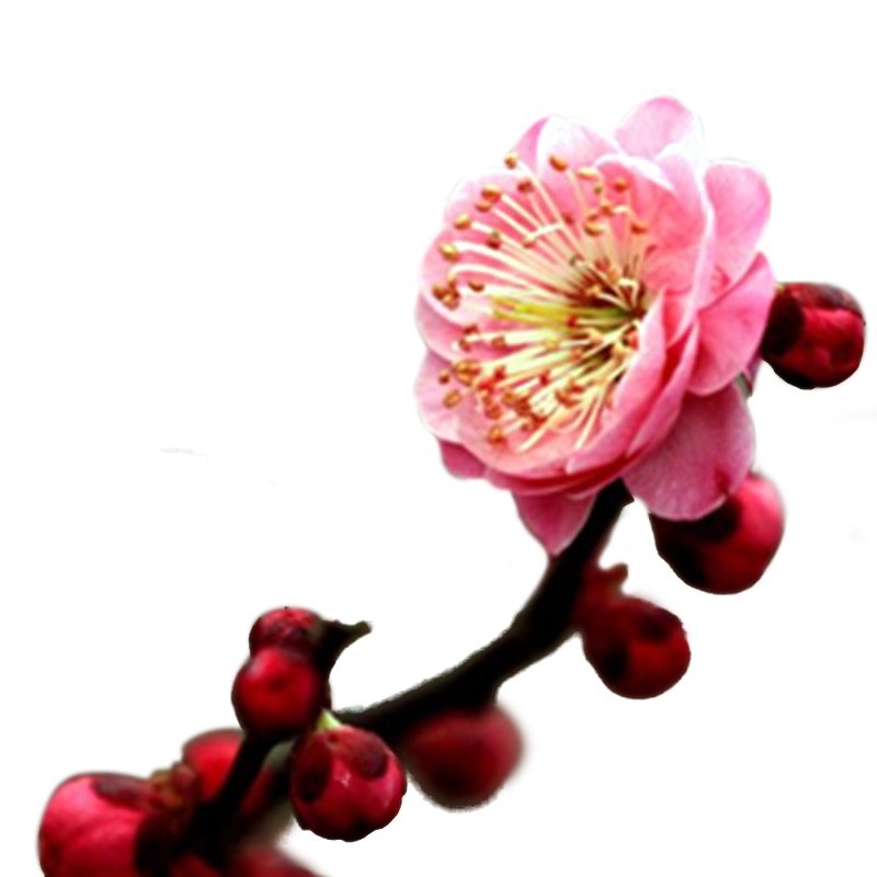 高档 梅花盆景树桩 红梅盆栽 提根植物室内花卉老桩 庭院耐寒重瓣