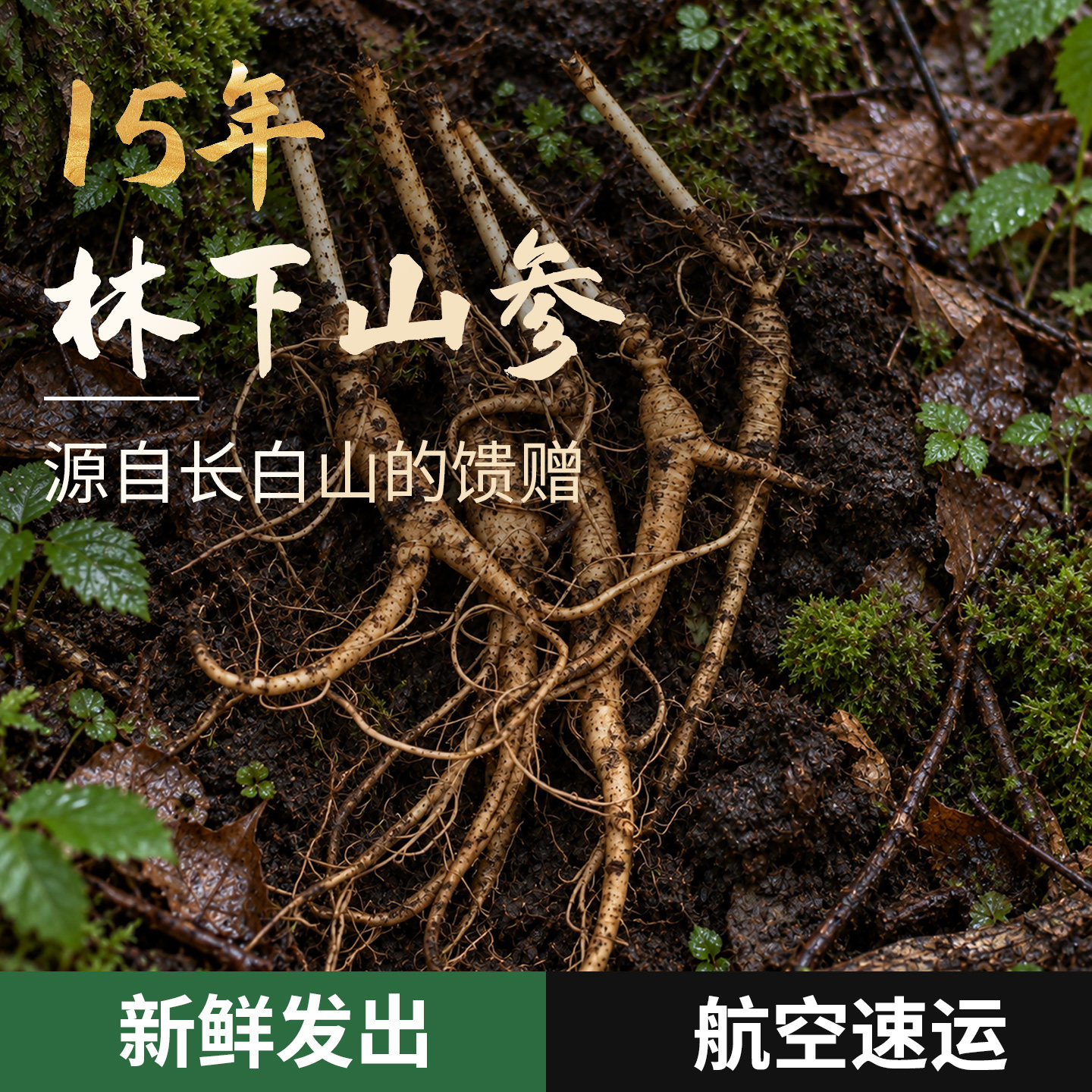 15年正宗林下参整支新鲜人参带土发货长白山直发老野山参煲汤泡酒