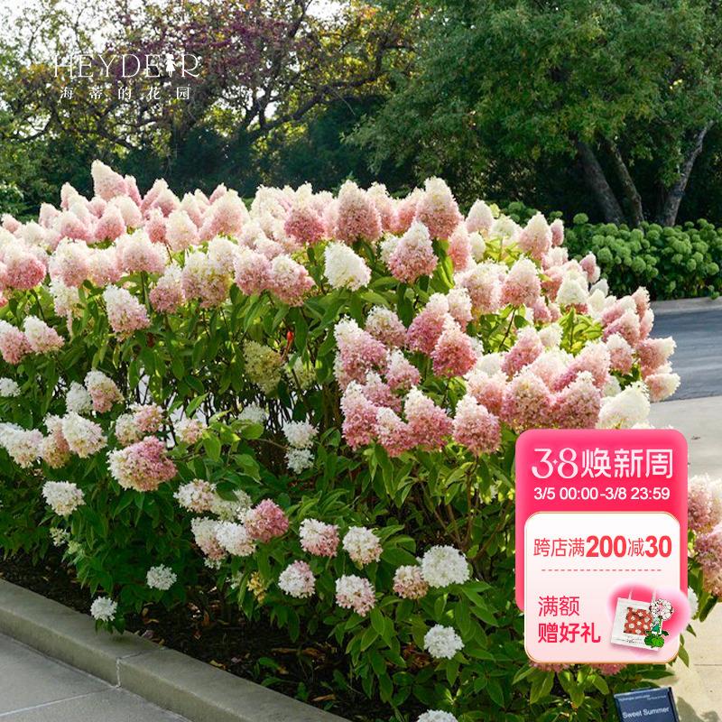 海蒂的花园夏日美人圆锥绣球花苗木本植物庭院露台可地栽花卉盆栽