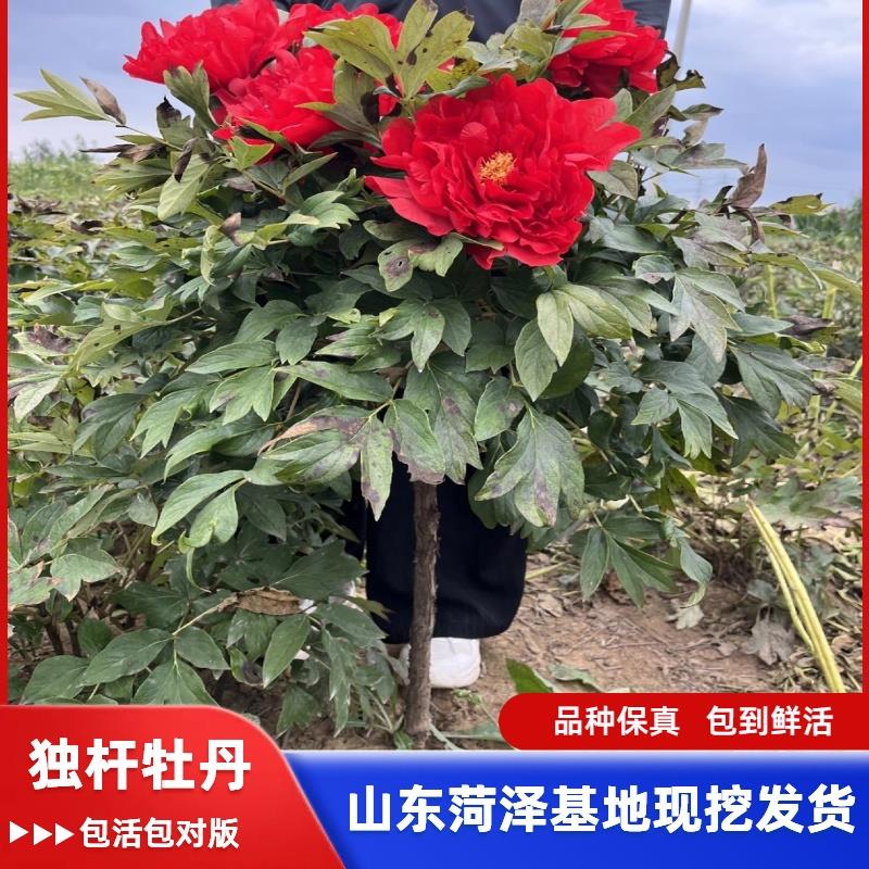 树形牡丹花苗独杆树苗菏泽正宗大花重瓣高杆牡丹树直杆花王室内外
