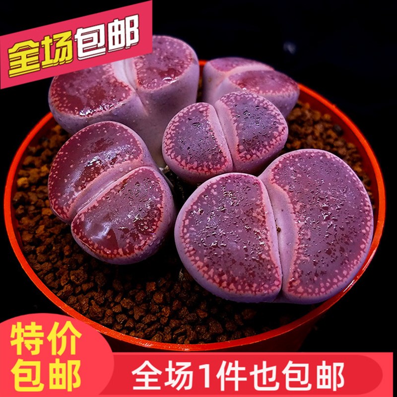 多肉植物生石花酒红日轮屁股花TPP花石生花