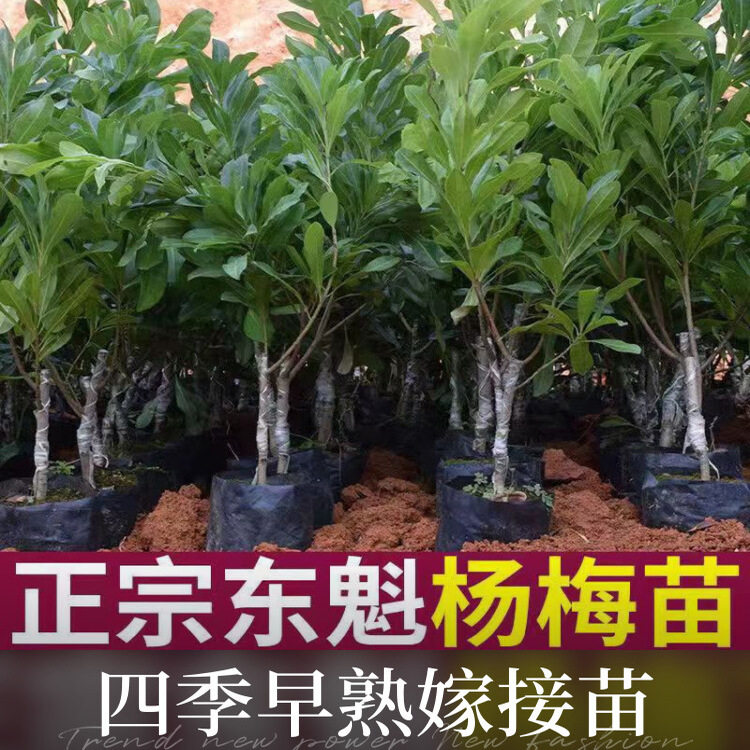东魁黑炭杨梅树苗嫁接大苗南北方庭院常绿盆栽果树苗早熟晚熟杨梅