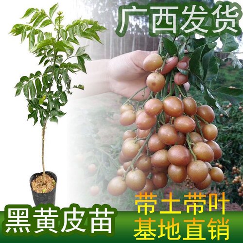 黑黄皮无核鸡心贵妃嫁接果树苗