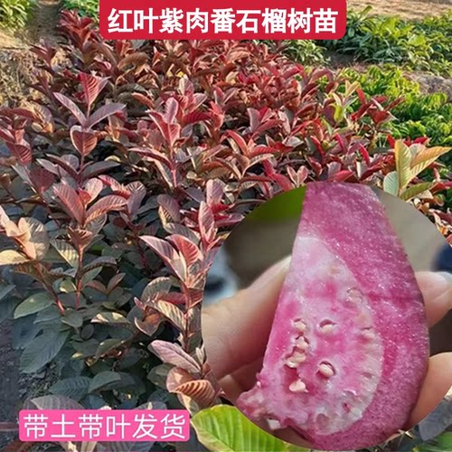 红叶紫肉香石榴树苗当年结果