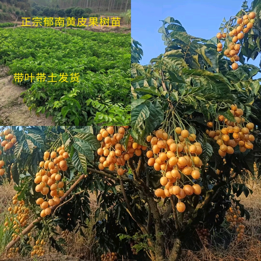 郁南无核黄皮苗 纯甜冰糖大鸡心嫁接苗 南方盆栽地栽果树果苗带叶