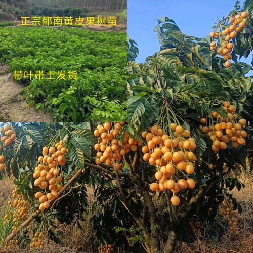 郁南无核黄皮嫁接带叶果苗