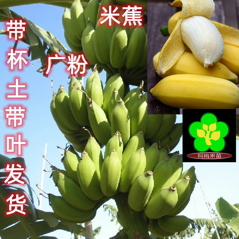 漳州天宝香蕉苗  米蕉苗 苹果蕉 广粉蕉 抗菌苗 适合地栽高杆苗木