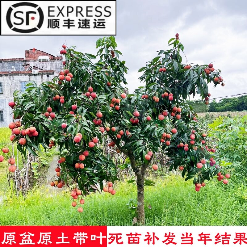 无核荔枝嫁接果树苗盆栽当年结果