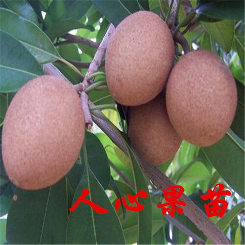 人心果树苗四季结果超甜人参果苗盆地栽南北方种植当年结果