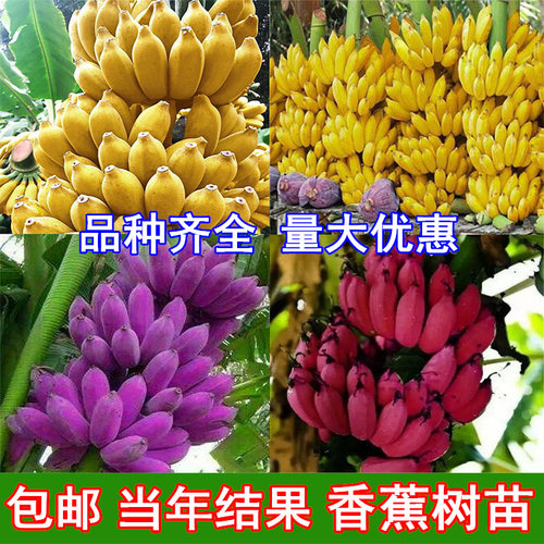 红香蕉矮化苗当年结果