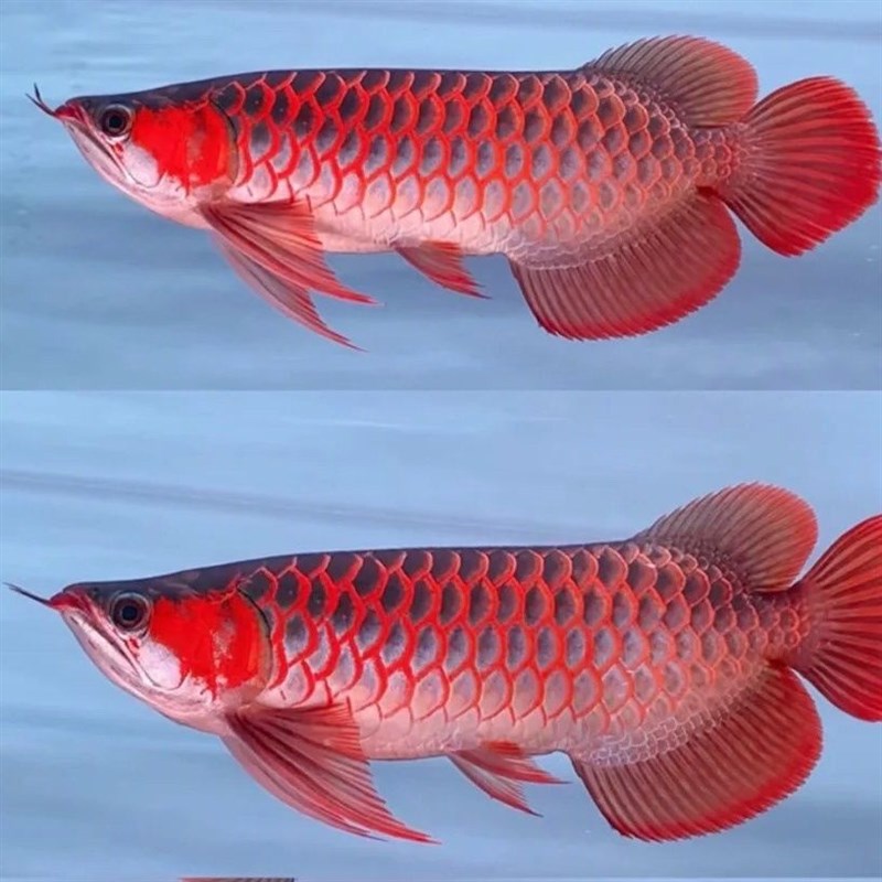 红龙金龙鱼活鱼龙鱼七彩银龙鱼稀罕观赏鱼练手幼苗热带鱼宠物