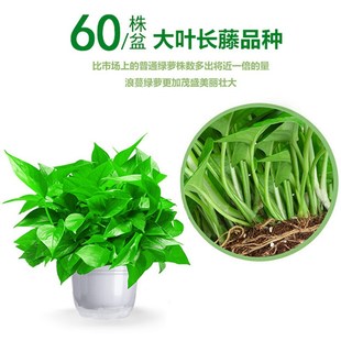 绿萝盆栽室内花卉植物净化空气吸除甲醛绿植水培长藤垂吊大叶绿箩