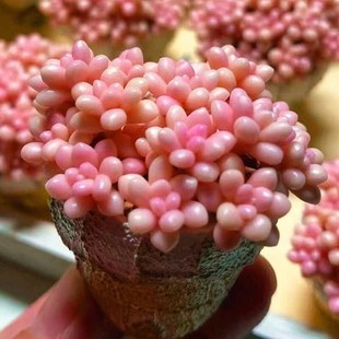 高级云南精品多肉植物 丸叶姬秋丽 室内阳台美观防辐射盆栽植含盆