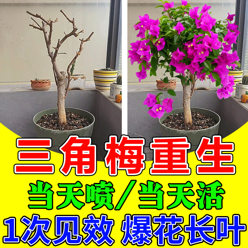 三角梅复活液植物专用开花肥强力生根剂黄叶光杆养花营养生根药水