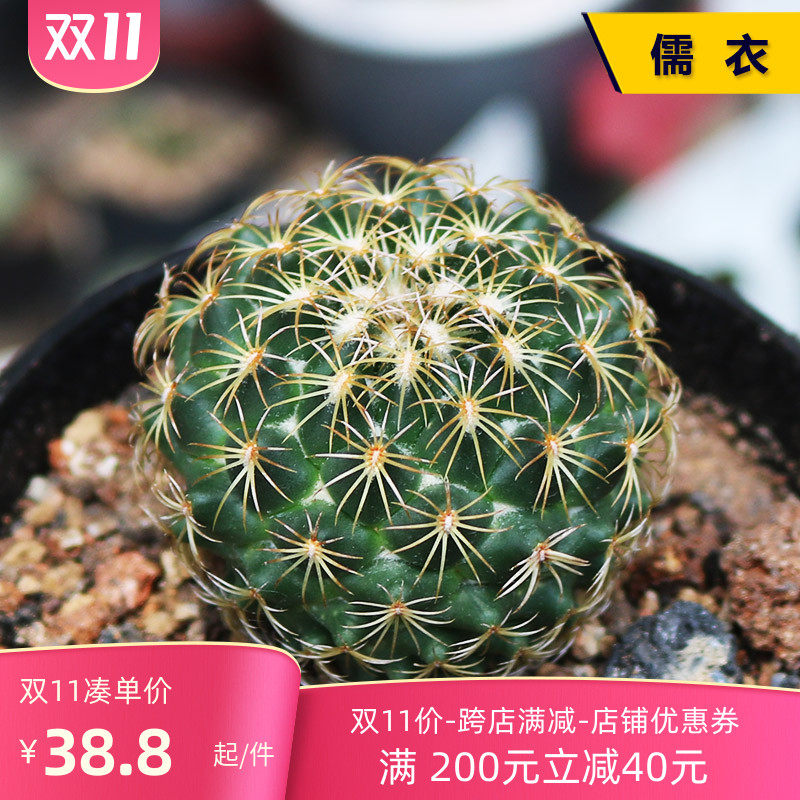 儒衣 实生仙人球精品稀有收藏品种开花仙人掌阳台庭院桌面小盆栽