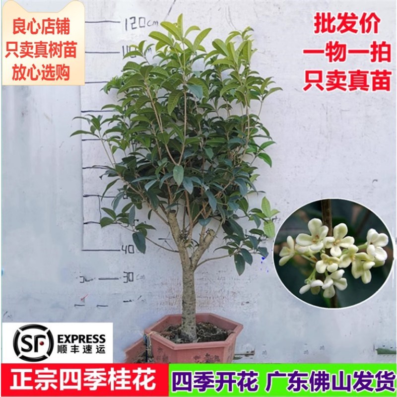 桂花苗热卖四季桂花树四季开花味道清香南方阳台庭院盆栽地栽树苗